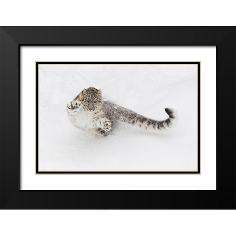 Snow leopard-Panthera uncia controlled situation-Montana Black Modern Wood Framed Art Print with Double Matting by Jones, Adam