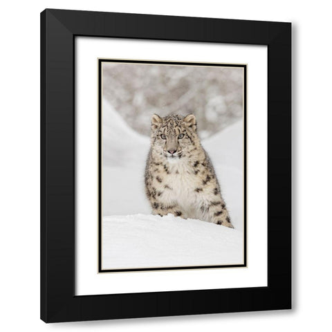 Snow leopard-Panthera uncia controlled situation-Montana Black Modern Wood Framed Art Print with Double Matting by Jones, Adam