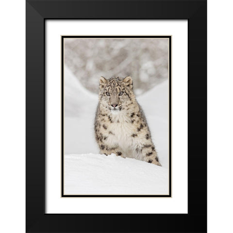 Snow leopard-Panthera uncia controlled situation-Montana Black Modern Wood Framed Art Print with Double Matting by Jones, Adam