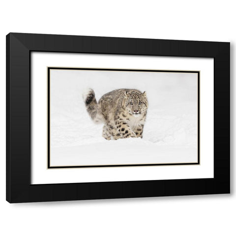 Snow leopard-Panthera uncia controlled situation-Montana Black Modern Wood Framed Art Print with Double Matting by Jones, Adam
