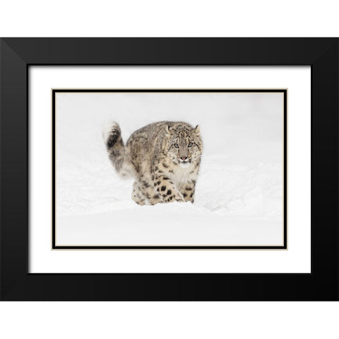 Snow leopard-Panthera uncia controlled situation-Montana Black Modern Wood Framed Art Print with Double Matting by Jones, Adam