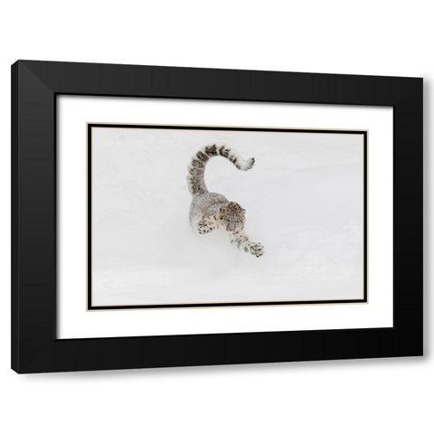 Snow leopard-running through snow-Panthera uncia controlled situation-Montana Black Modern Wood Framed Art Print with Double Matting by Jones, Adam