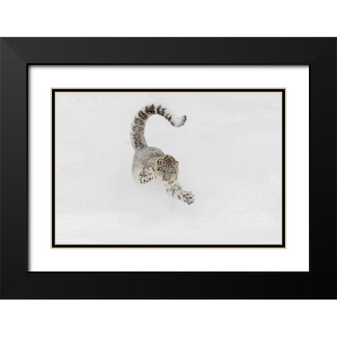 Snow leopard-running through snow-Panthera uncia controlled situation-Montana Black Modern Wood Framed Art Print with Double Matting by Jones, Adam