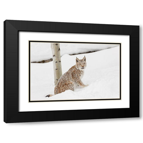Siberian lynx in winter-Lynx lynx Wrangel controlled situation Black Modern Wood Framed Art Print with Double Matting by Jones, Adam
