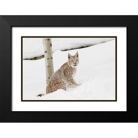 Siberian lynx in winter-Lynx lynx Wrangel controlled situation Black Modern Wood Framed Art Print with Double Matting by Jones, Adam