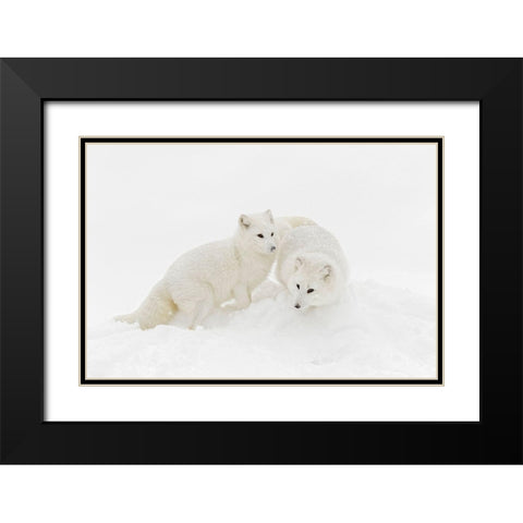 Arctic fox in winter coat on snow-Vulpes lagopus-controlled situation Black Modern Wood Framed Art Print with Double Matting by Jones, Adam