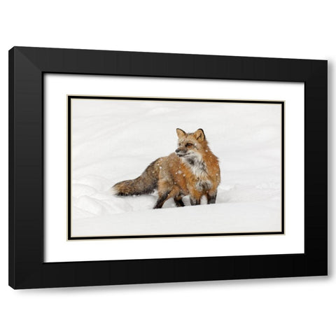 Red fox in fresh winter snow-Vulpes vulpes-controlled situation-Montana Black Modern Wood Framed Art Print with Double Matting by Jones, Adam