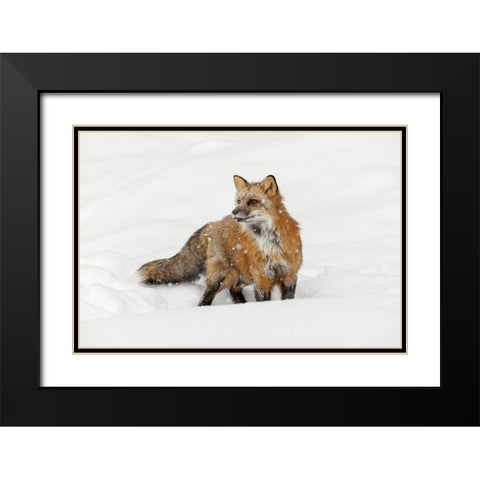 Red fox in fresh winter snow-Vulpes vulpes-controlled situation-Montana Black Modern Wood Framed Art Print with Double Matting by Jones, Adam