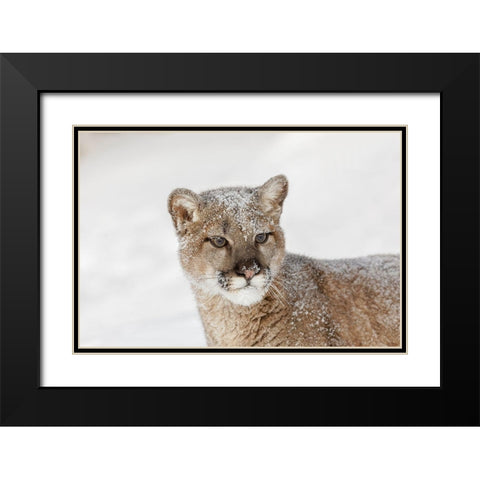 Juvenile mountain lion in deep winter snow-controlled situation-Montana-Puma concolor Black Modern Wood Framed Art Print with Double Matting by Jones, Adam