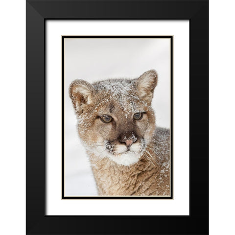 Juvenile mountain lion in deep winter snow-controlled situation-Montana-Puma concolor Black Modern Wood Framed Art Print with Double Matting by Jones, Adam