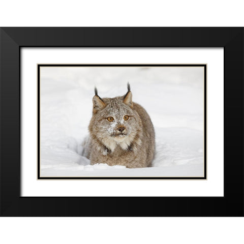 Eurasian lynx in winter-controlled situation-Lynx lynx Black Modern Wood Framed Art Print with Double Matting by Jones, Adam
