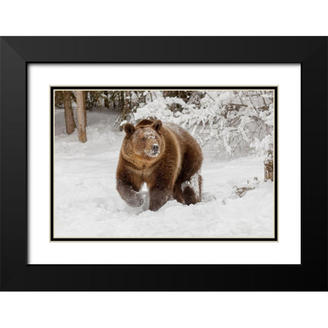 Grizzly bear in deep winter snow-Ursus arctic-controlled situation-Montana Black Modern Wood Framed Art Print with Double Matting by Jones, Adam