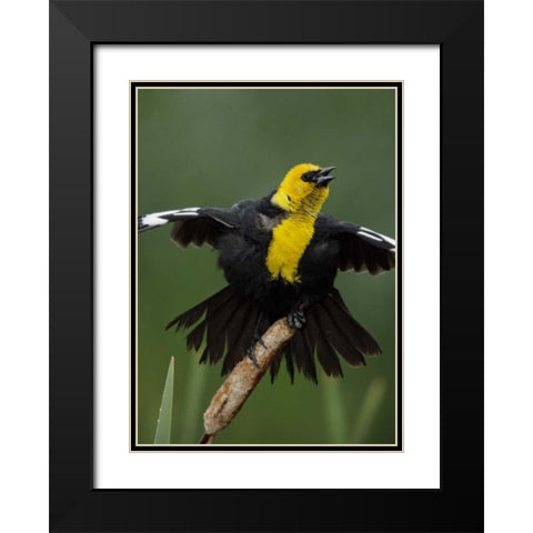 MT, Great Falls Yellow-headed blackbird sings Black Modern Wood Framed Art Print with Double Matting by Morris, Arthur