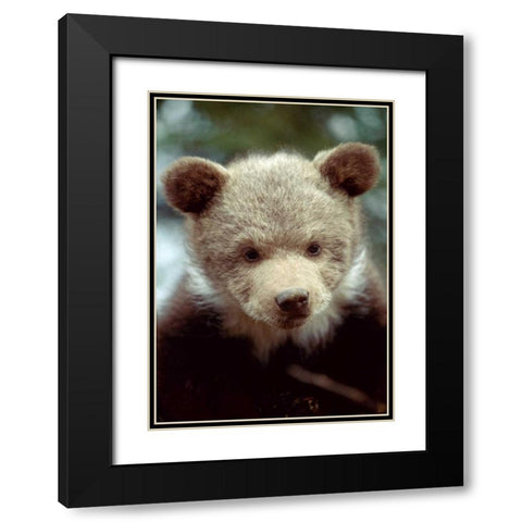 Montana, Rescued grizzly bear cub Black Modern Wood Framed Art Print with Double Matting by Zuckerman, Jim