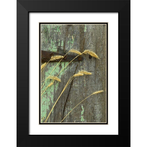 USA, Montana Grasses on old fence of a homestead Black Modern Wood Framed Art Print with Double Matting by Rotenberg, Nancy