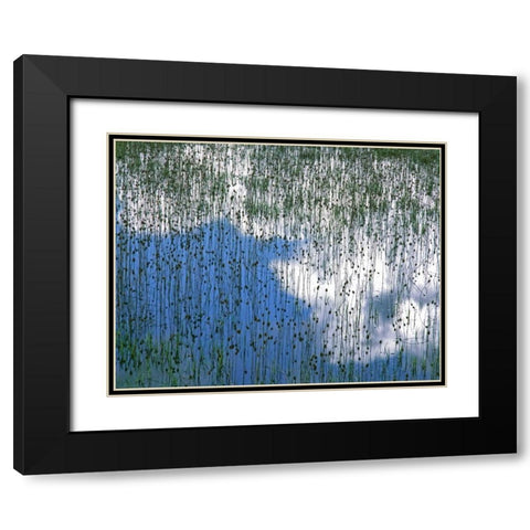 MT, Glacier NP Reflection of teasels and clouds Black Modern Wood Framed Art Print with Double Matting by Terrill, Steve