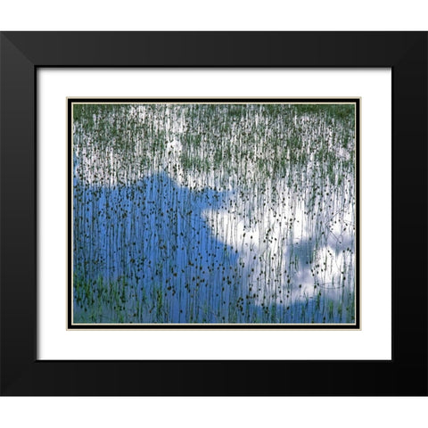 MT, Glacier NP Reflection of teasels and clouds Black Modern Wood Framed Art Print with Double Matting by Terrill, Steve