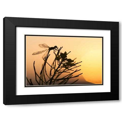 MT, Lee Metcalf NWR Silhouette of damselfly Black Modern Wood Framed Art Print with Double Matting by Rotenberg, Nancy