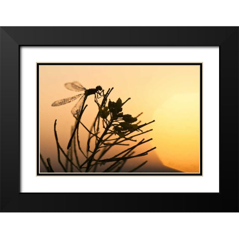 MT, Lee Metcalf NWR Silhouette of damselfly Black Modern Wood Framed Art Print with Double Matting by Rotenberg, Nancy