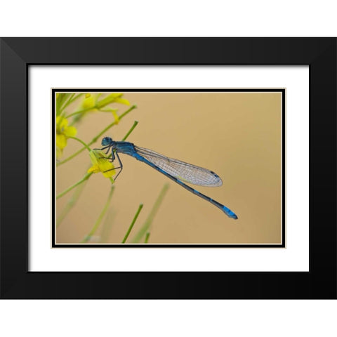 MT, Lee Metcalf NWR Blue damselfly on plant Black Modern Wood Framed Art Print with Double Matting by Rotenberg, Nancy