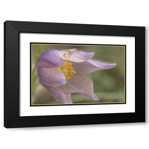 MT, Crab spider on a pasque flower Black Modern Wood Framed Art Print with Double Matting by Paulson, Don