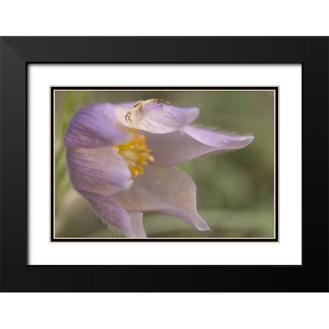 MT, Crab spider on a pasque flower Black Modern Wood Framed Art Print with Double Matting by Paulson, Don