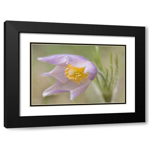 Montana, Pine Butte Guest Ranch Pasque flower Black Modern Wood Framed Art Print with Double Matting by Paulson, Don