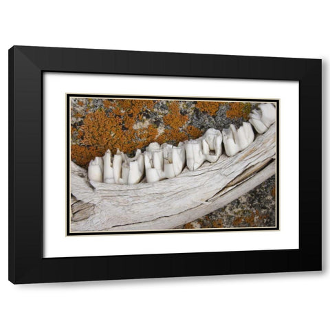 MT Weathered jaw bone of deer and lichen on rock Black Modern Wood Framed Art Print with Double Matting by Paulson, Don