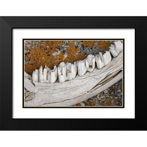 MT Weathered jaw bone of deer and lichen on rock Black Modern Wood Framed Art Print with Double Matting by Paulson, Don