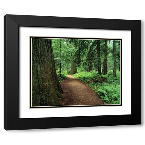 MT, Kootenai NF Trail amid ferns and cedar trees Black Modern Wood Framed Art Print with Double Matting by Flaherty, Dennis