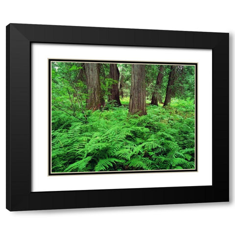 MT, Kootenai NF, Lush ferns and cedar trees Black Modern Wood Framed Art Print with Double Matting by Flaherty, Dennis