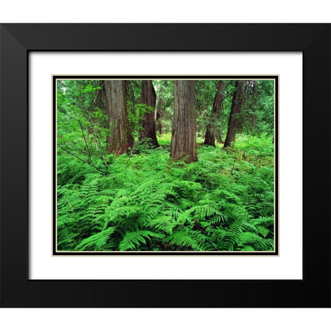 MT, Kootenai NF, Lush ferns and cedar trees Black Modern Wood Framed Art Print with Double Matting by Flaherty, Dennis