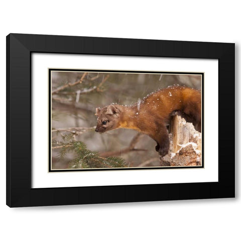 USA, Montana Pine marten, Martes americana Black Modern Wood Framed Art Print with Double Matting by Illg, Cathy and Gordon