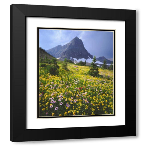 Montana, Glacier NP Wildflowers Black Modern Wood Framed Art Print with Double Matting by Talbot Frank, Christopher