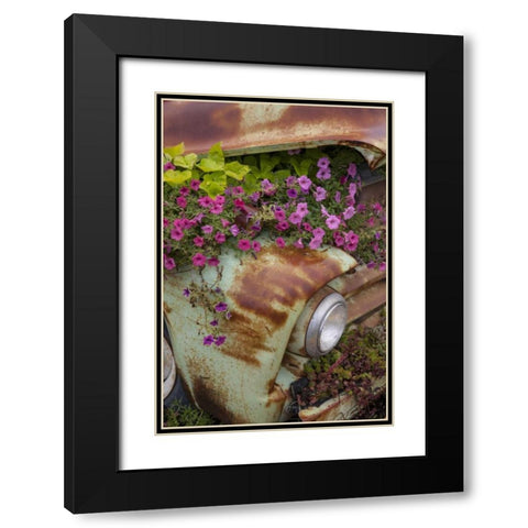 MT, Columbia Falls Petunias growing from a car Black Modern Wood Framed Art Print with Double Matting by Grall, Don