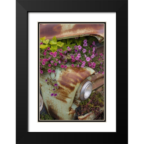 MT, Columbia Falls Petunias growing from a car Black Modern Wood Framed Art Print with Double Matting by Grall, Don
