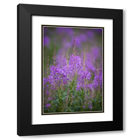USA, Montana, Glacier NP Wild fireweed blossoms Black Modern Wood Framed Art Print with Double Matting by Grall, Don