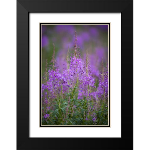USA, Montana, Glacier NP Wild fireweed blossoms Black Modern Wood Framed Art Print with Double Matting by Grall, Don