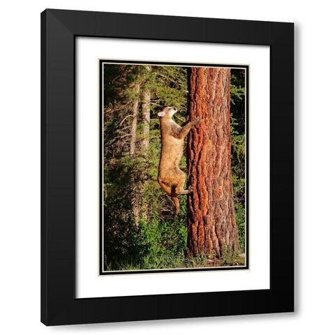 Montana Juvenile mountain lion climbing tree Black Modern Wood Framed Art Print with Double Matting by Jaynes Gallery