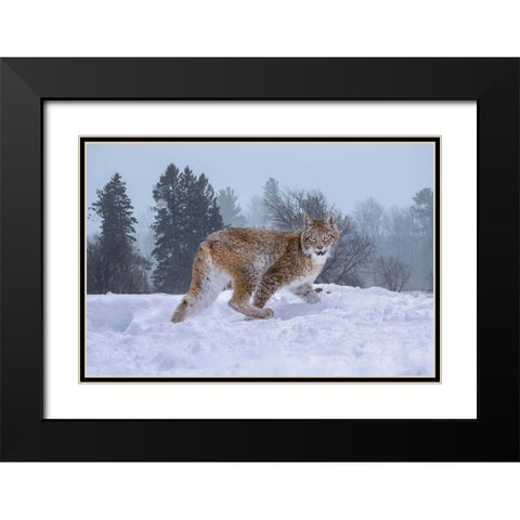 USA- Montana. Captive bobcat in snow. Black Modern Wood Framed Art Print with Double Matting by Jaynes Gallery