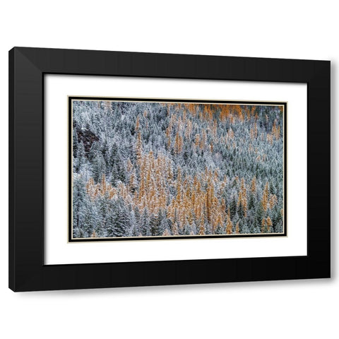 Fresh snowfall on autumn larch trees on Columbia Mountain in Columbia Falls-Montana-USA Black Modern Wood Framed Art Print with Double Matting by Haney, Chuck