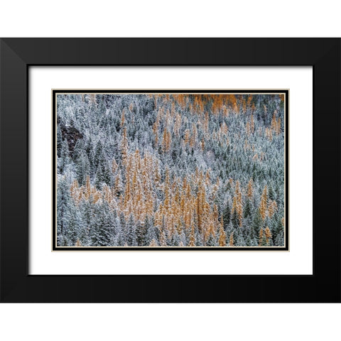 Fresh snowfall on autumn larch trees on Columbia Mountain in Columbia Falls-Montana-USA Black Modern Wood Framed Art Print with Double Matting by Haney, Chuck