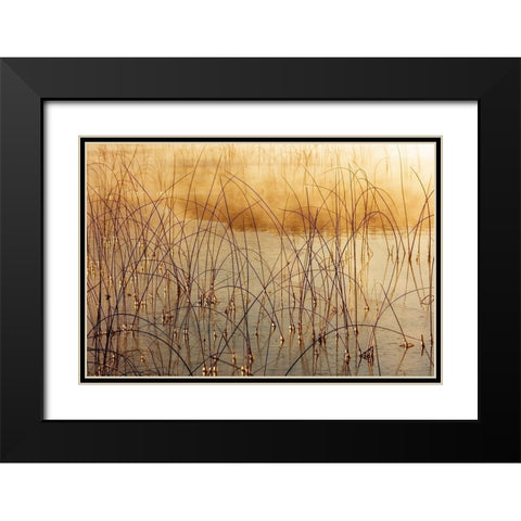 Icy reeds at sunrise on cold morning at Spencer Lake near Whitefish-Montana-USA Black Modern Wood Framed Art Print with Double Matting by Haney, Chuck