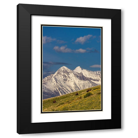 Bison bulls grazing in balsamroot with dramatic Mission Mountains at the National Bison Range in Mo Black Modern Wood Framed Art Print with Double Matting by Haney, Chuck