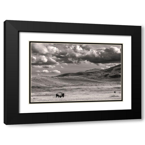 Bison bulls grazing at the National Bison Range in Moiese-Montana-USA Black Modern Wood Framed Art Print with Double Matting by Haney, Chuck