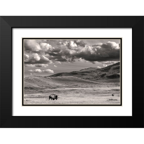 Bison bulls grazing at the National Bison Range in Moiese-Montana-USA Black Modern Wood Framed Art Print with Double Matting by Haney, Chuck