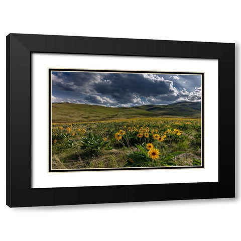 Arrowleaf balsamroot in the hills at the National Bison Range in Moiese-Montana-USA Black Modern Wood Framed Art Print with Double Matting by Haney, Chuck