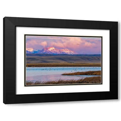 Birds in pond with Ear Mountain in background during spring migration at Freezeout Lake Wildlife Ma Black Modern Wood Framed Art Print with Double Matting by Haney, Chuck