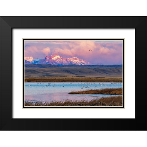 Birds in pond with Ear Mountain in background during spring migration at Freezeout Lake Wildlife Ma Black Modern Wood Framed Art Print with Double Matting by Haney, Chuck