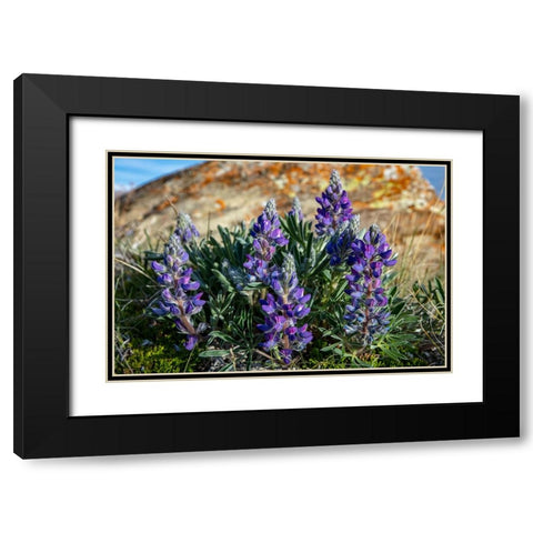 Lupine wildflowers along the Rocky Mountain Front near Choteau-Montana-USA Black Modern Wood Framed Art Print with Double Matting by Haney, Chuck